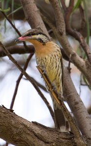 Spiny-cheeked Honeyeater