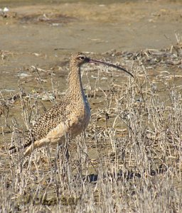 Long-billed Curlew