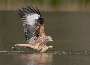 Red Kite 1