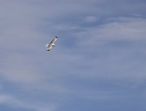 Common Gull