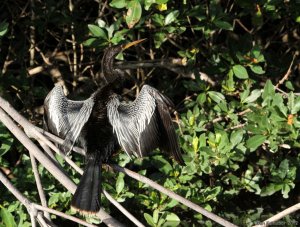 Anhinga Drying Wings