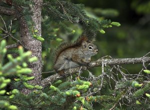 American Red Squirrel