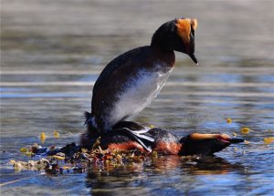 Mating Slavonian Grebes