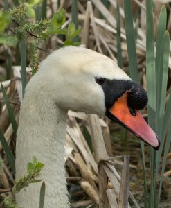 Mute Swan Portrait