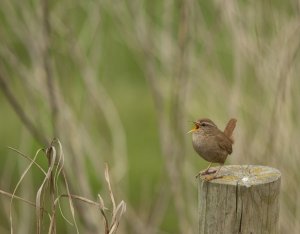 Singing Wren