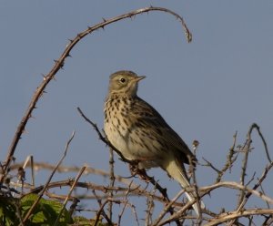 Meadow Pippit 3