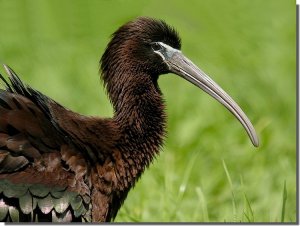 Glossy Ibis