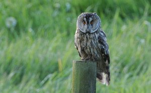 Long-earedOwl