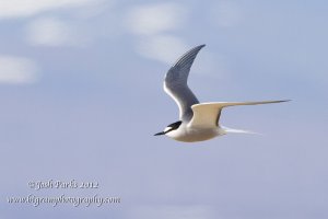 Aleutian Tern