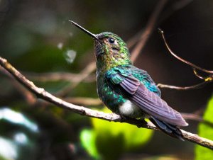 Black-breasted Puffleg - Female