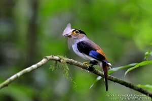 Silver-breated Broadbill