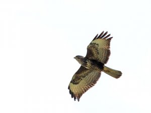 Common Buzzard