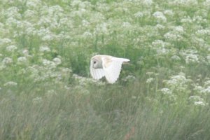 Side-On view of Barn Owl