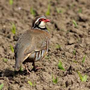 Red Legged Partridge