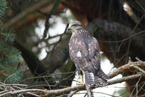 Common Buzzard