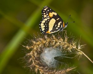 Bordered Patch