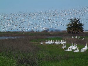 Snow geese