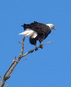 Bald Eagle