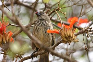 One of Darwin's finches! ( Vegetarian Finch )