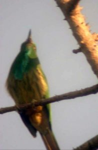 Blue Bearded Bee-Eater