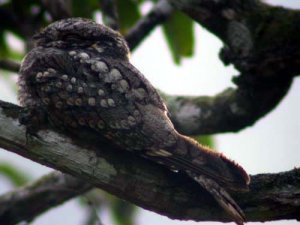 Grey Nightjar