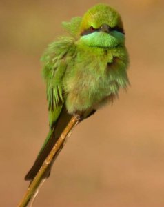 Green Bee-Eater