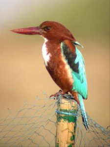 White- Throated kingfisher