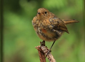 Juvenile robin