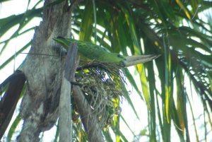 Short-tailed Parrot