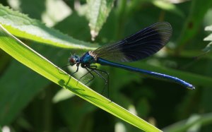 Banded Demoiselle male