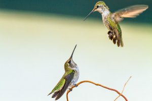 ANNA'S HUMMINGBIRDS IN CONVERSATION