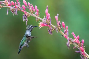 ANNA'S HUMMINGBIRD