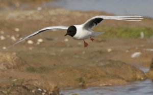 Little Gull