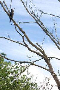 Cormorant Tree