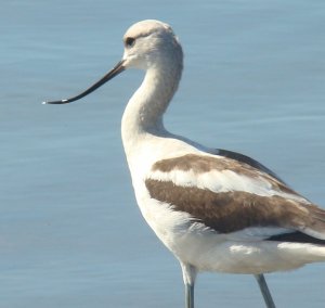 American Avocet (female)