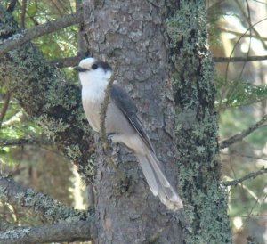 Gray Jay