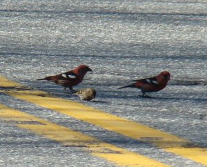 White-winged Crossbills