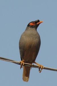 Bank Mynah