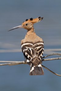 Hoopoe on a wire