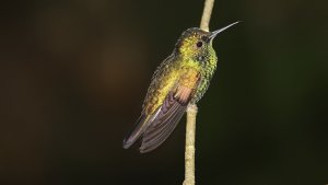 Stripe-tailed Hummingbird (male)