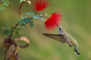 ANNA'S HUMMINGBIRD