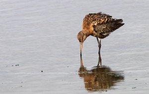 Black-tailed Godwit