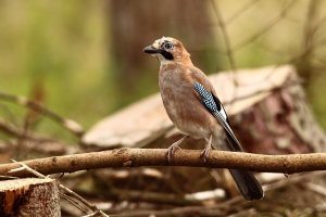 Another Jay