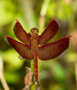 Crimson Dropwing