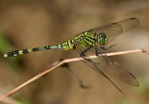 Slender Skimmer