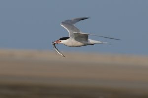 Common Tern with fish delivery