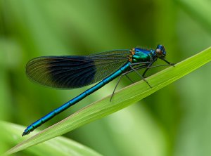 Banded Demoiselle