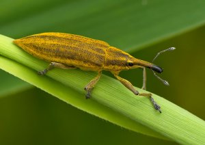 Yellow Weevil