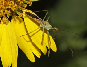 Leafhopper Assassin Bug