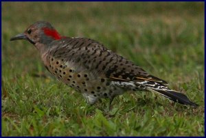 Northern Flicker